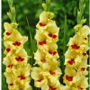 CGASPL Gladiolus Jester Yellow- Red Flower Bulbs (Pack Of 12) 2 CGASPL Gladiolus Jester Yellow- Red Flower Bulbs (Pack Of 12)
