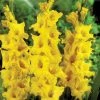 CGASPL Gladiolus Novalux Yellow Color Flower Bulbs (Pack Of 12 Bulbs)