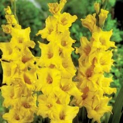 CGASPL Gladiolus Novalux Yellow Color Flower Bulbs (Pack Of 12 Bulbs)