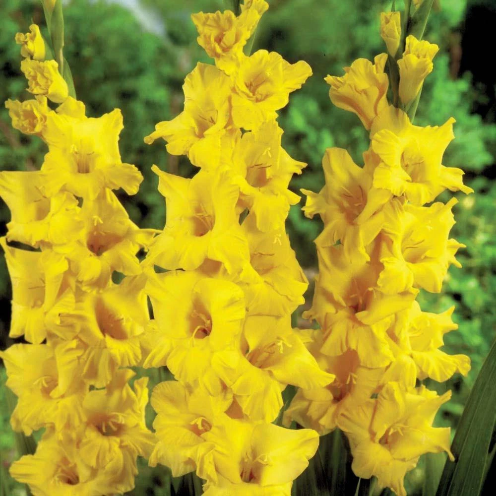 CGASPL Gladiolus Novalux Yellow Color Flower Bulbs (Pack Of 12 Bulbs) 3 CGASPL Gladiolus Novalux Yellow Color Flower Bulbs (Pack Of 12 Bulbs)