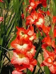 CGASPL Gladiolus Red - White Color Flower Bulbs (Pack Of 12 Bulbs ) Winter Flower Bulbs