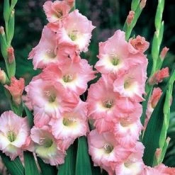 CGASPL Gladiolus Rose Supreme Flower Bulbs (Pack Of 12)