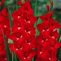 CGASPL Winter Flower Bulbs Gladiolus Trader Horn Red Flower Bulbs (Pack Of 12)