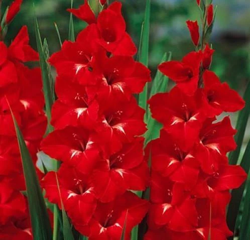 CGASPL Winter Flower Bulbs Gladiolus Trader Horn Red Flower Bulbs (Pack Of 12) 3 CGASPL Winter Flower Bulbs Gladiolus Trader Horn Red Flower Bulbs (Pack Of 12)