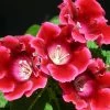 CGASPL Gloxinia Multiflora Red Color Flower Bulbs (Pack Of 10) Winter Flower Bulbs