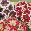 CGASPL Winter Flower Bulbs Gloxinia Tuberous-Rooted Best Mixed Flower Bulbs Pack Of 6