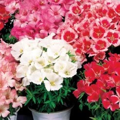 Sakata Seeds Godetia Dwarf Satin Mix Flower Seeds