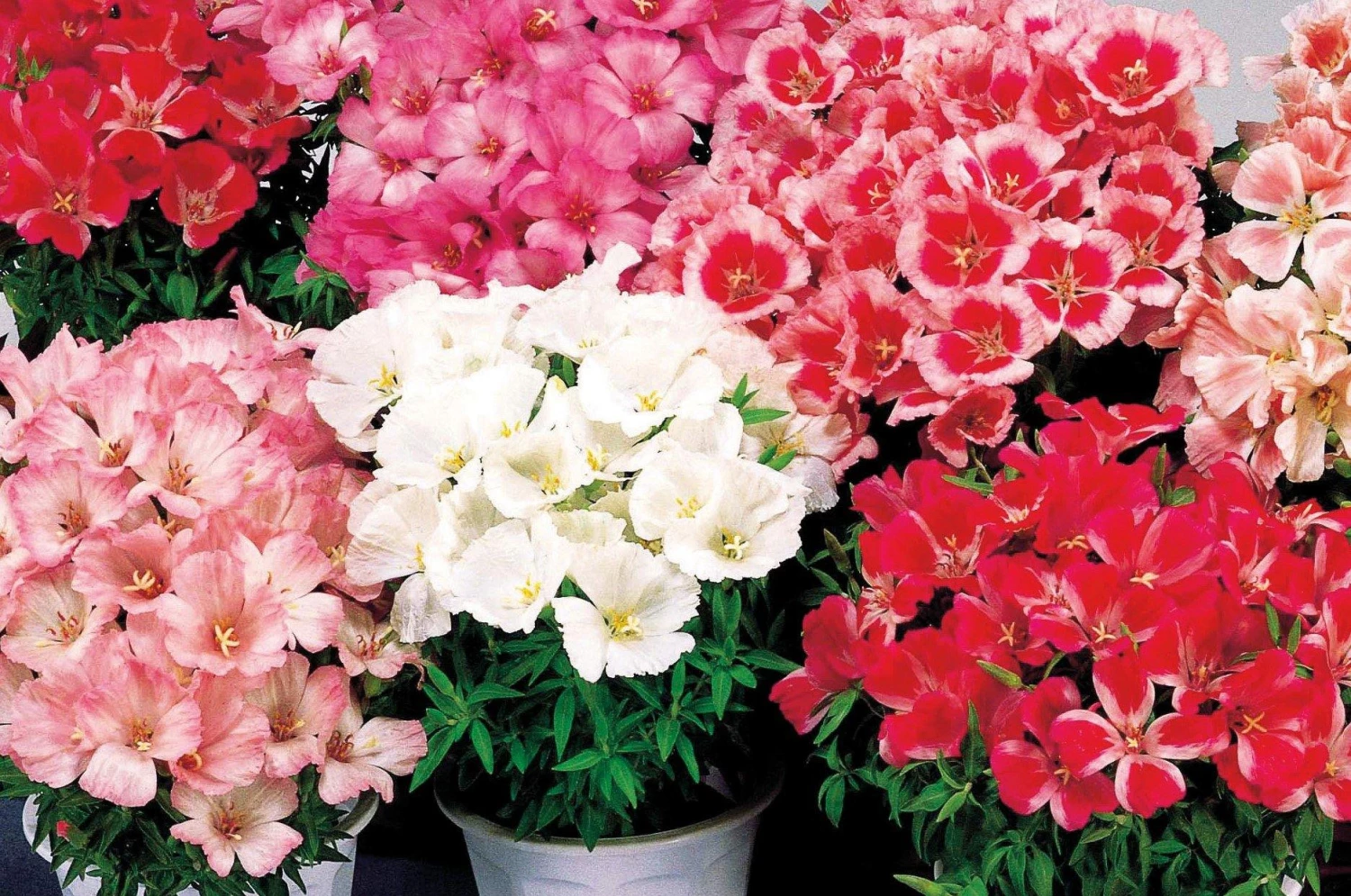 Sakata Seeds Godetia Dwarf Satin Mix Flower Seeds 4 Sakata Seeds Godetia Dwarf Satin Mix Flower Seeds