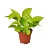 CGASPL Air Purifier Golden Money Plant (Pot Included) With 5 Gram Fertilizer Free - Easy To Grow Real Indoor Plant For Home, Living Room, Kitchen, Office, Table Plants