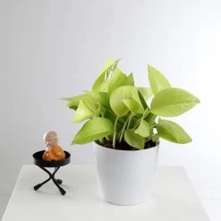 ChhajedGarden.com Golden Money Plant - Pothos - Epipremnum - 4" Pot With 5 Gram Fertilizer Free - Air Purifying Indoor Real Plant For Home, Living Room, Kitchen, Office, Table 10 ChhajedGarden.com Golden Money Plant - Pothos - Epipremnum - 4