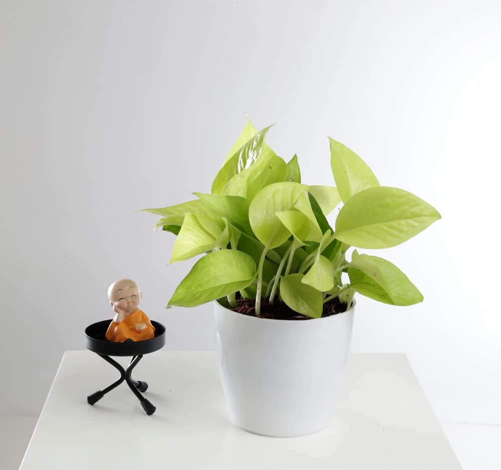 ChhajedGarden.com Golden Money Plant - Pothos - Epipremnum - 4" Pot With 5 Gram Fertilizer Free - Air Purifying Indoor Real Plant For Home, Living Room, Kitchen, Office, Table 5 ChhajedGarden.com Golden Money Plant - Pothos - Epipremnum - 4" Pot With 5 Gram Fertilizer Free - Air Purifying Indoor Real Plant For Home, Living Room, Kitchen, Office, Table
