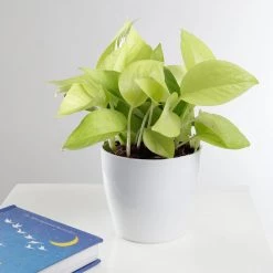 CGASPL Air Purifier Golden Money Plant (Pot Included) With 5 Gram Fertilizer Free - Easy To Grow Real Indoor Plant For Home, Living Room, Kitchen, Office, Table Plants