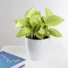 ChhajedGarden.com Golden Money Plant - Pothos - Epipremnum - 4" Pot With 5 Gram Fertilizer Free - Air Purifying Indoor Real Plant For Home, Living Room, Kitchen, Office, Table