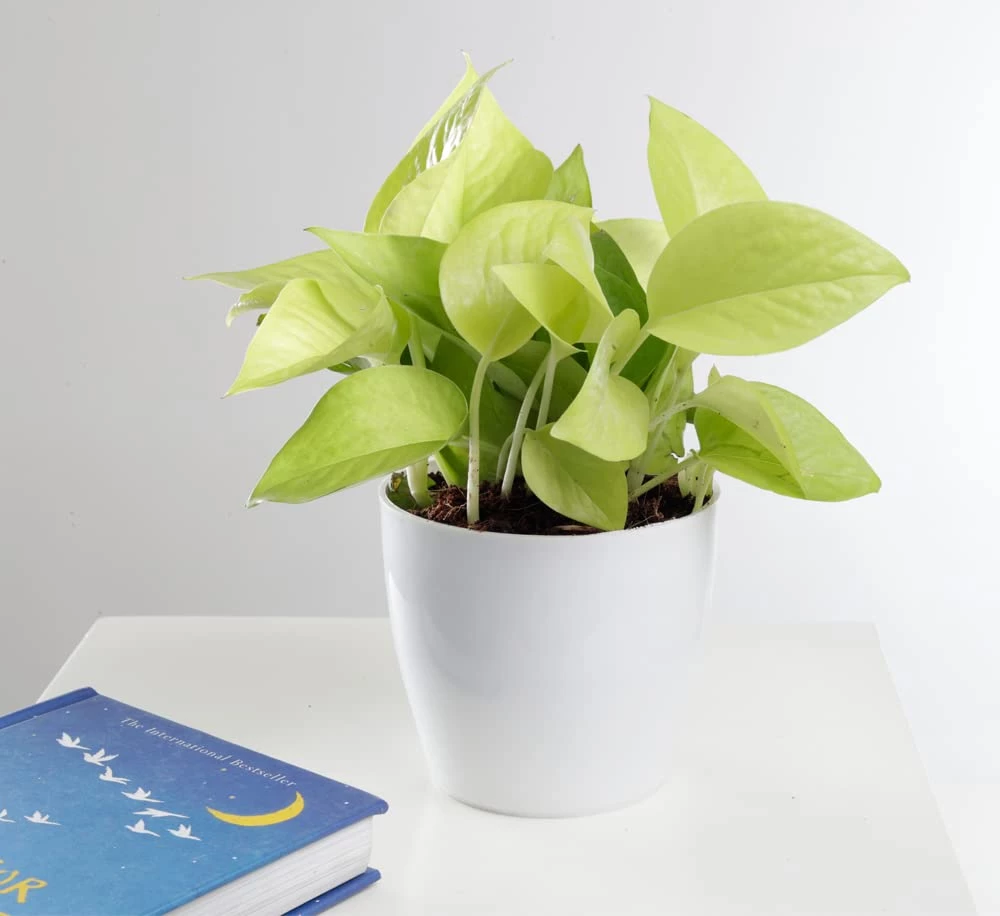 CGASPL Money Plant Combo With Plastic Pot And Fertilizer Free, Pot Height 4" And Potted Plant Height 6" Plants 7 CGASPL Money Plant Combo With Plastic Pot And Fertilizer Free, Pot Height 4" And Potted Plant Height 6" Plants