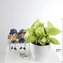 ChhajedGarden.com Golden Money Plant - Pothos - Epipremnum - 4" Pot With 5 Gram Fertilizer Free - Air Purifying Indoor Real Plant For Home, Living Room, Kitchen, Office, Table