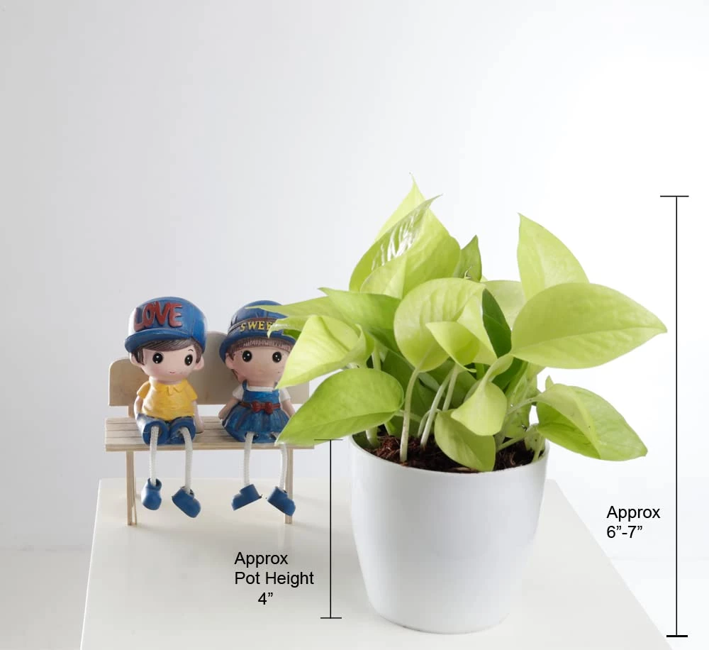 ChhajedGarden.com Golden Money Plant - Pothos - Epipremnum - 4" Pot With 5 Gram Fertilizer Free - Air Purifying Indoor Real Plant For Home, Living Room, Kitchen, Office, Table 4 ChhajedGarden.com Golden Money Plant - Pothos - Epipremnum - 4" Pot With 5 Gram Fertilizer Free - Air Purifying Indoor Real Plant For Home, Living Room, Kitchen, Office, Table