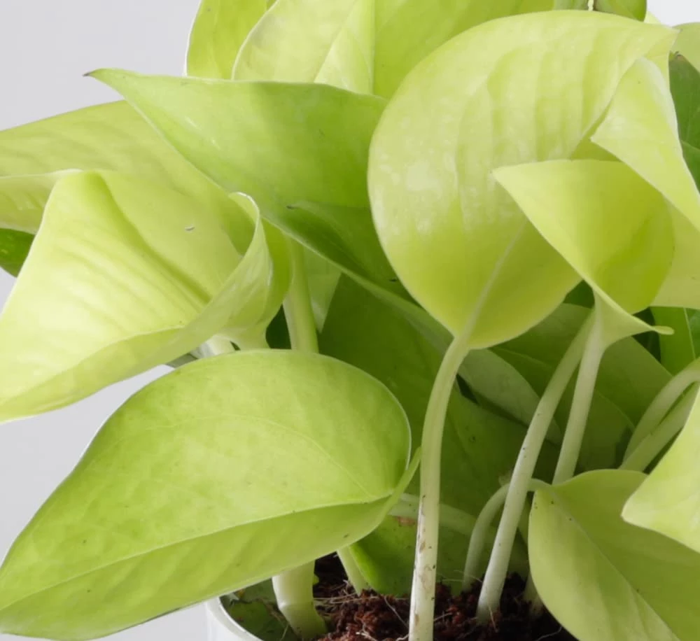 CGASPL Money Plant Combo With Plastic Pot And Fertilizer Free, Pot Height 4" And Potted Plant Height 6" Plants 8 CGASPL Money Plant Combo With Plastic Pot And Fertilizer Free, Pot Height 4" And Potted Plant Height 6" Plants