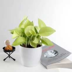 ChhajedGarden.com Golden Money Plant - Pothos - Epipremnum - 4" Pot With 5 Gram Fertilizer Free - Air Purifying Indoor Real Plant For Home, Living Room, Kitchen, Office, Table 11 ChhajedGarden.com Golden Money Plant - Pothos - Epipremnum - 4
