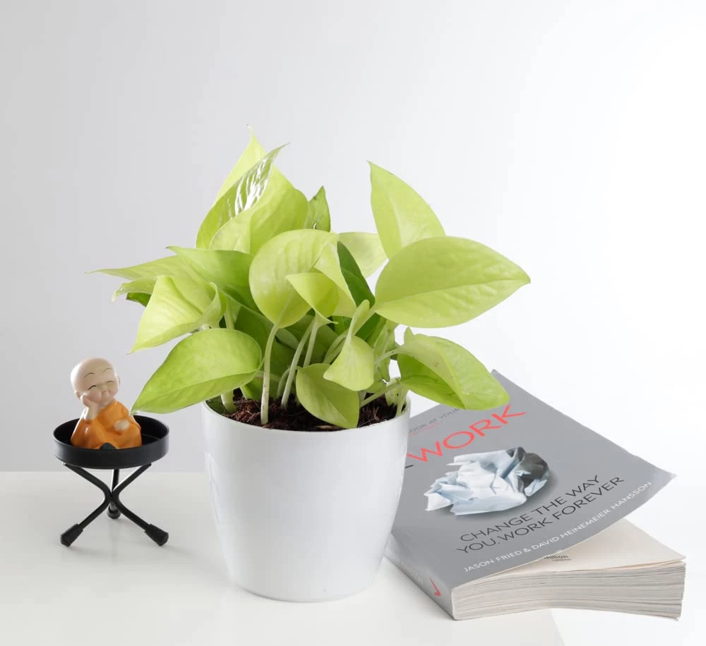 ChhajedGarden.com Golden Money Plant - Pothos - Epipremnum - 4" Pot With 5 Gram Fertilizer Free - Air Purifying Indoor Real Plant For Home, Living Room, Kitchen, Office, Table 6 ChhajedGarden.com Golden Money Plant - Pothos - Epipremnum - 4" Pot With 5 Gram Fertilizer Free - Air Purifying Indoor Real Plant For Home, Living Room, Kitchen, Office, Table