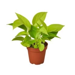CGASPL Money Plants (Pack Of 4) - Air Purifier Indoor Plants With Flower Pots With 5 Gram Fertilizer Free