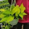 CGASPL Epipremnum Aureum Golden Money Plant Hanging Plants