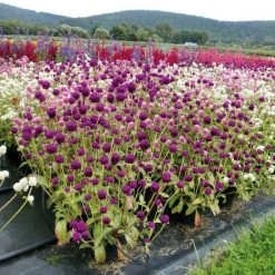 Benary Gomphrena Buddy Mix Flower Seeds