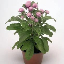 Benary Imported Flower Seeds Gomphrena Buddy Rose Flower Seeds
