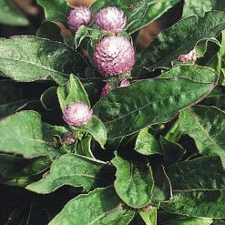 Benary Imported Flower Seeds Gomphrena Buddy Rose Flower Seeds