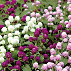 Sakata Seeds Imported Flower Seeds Gomphrena Gnome Mix Flower Seeds