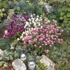 Benary Gomphrena Las Vegas Mix Flower Seeds