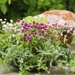 Benary Gomphrena Las Vegas Mix Flower Seeds 8 Benary Gomphrena Las Vegas Mix Flower Seeds