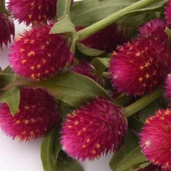 CGASPL Gomphrena Qis Carmine Seeds