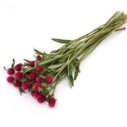 CGASPL Gomphrena Qis Carmine Seeds