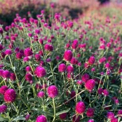 CGASPL Gomphrena Qis Carmine Seeds