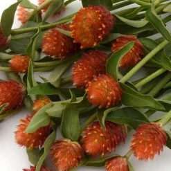 CGASPL Imported Flower Seeds Gomphrena Qis Orange Seeds