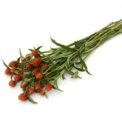 CGASPL Imported Flower Seeds Gomphrena Qis Orange Seeds