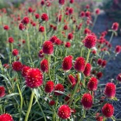 CGASPL Imported Flower Seeds Gomphrena Qis Red Seeds
