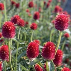 CGASPL Imported Flower Seeds Gomphrena Qis Red Seeds