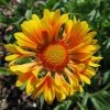 CGASPL Grandiflora Yellow-Orange Bunched Flower Blubs (Pack Of 25) Winter Flower Bulbs