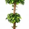 CGASPL Artificial Green Ficus Double Topiary Plant In Coffee Wood-2 X 1 -5 Feet Artificial Plants