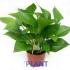 CGASPL Air Purifying Money Plant Green For Home And Indoors (Pot Included) With 5 Gram Fertilizer Plants