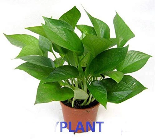 CGASPL Air Purifying Money Plant Green For Home And Indoors (Pot Included) With 5 Gram Fertilizer Plants 3 CGASPL Air Purifying Money Plant Green For Home And Indoors (Pot Included) With 5 Gram Fertilizer Plants