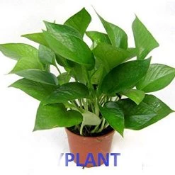 CGASPL Money Plants (Pack Of 5) - Air Purifier Indoor Plants With Flower Pots With 5 Gram Fertilizer Free