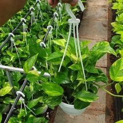 CGASPL Plants Money Plant Epipremnum Aureum Gold King Hanging Plant