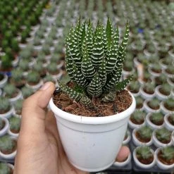 CGASPL Haworthia Coarctata Tropica 7 CGASPL Haworthia Coarctata Tropica