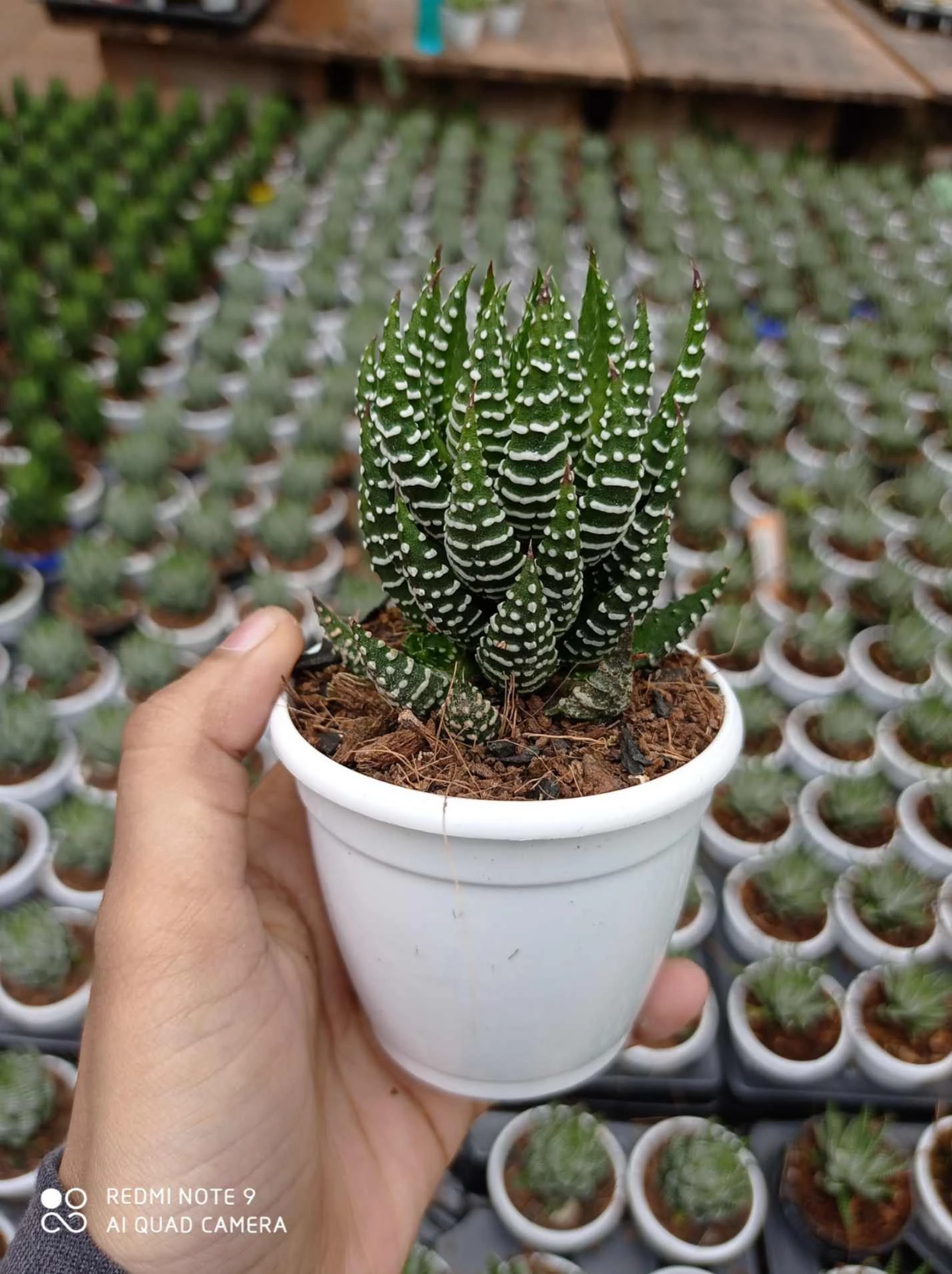 CGASPL Haworthia Coarctata Tropica 5 CGASPL Haworthia Coarctata Tropica