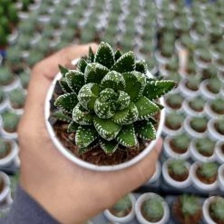 CGASPL Haworthia Coarctata Tropica