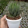 CGASPL Haworthia Coarctata Tropica