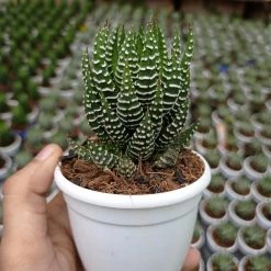 CGASPL Haworthia Coarctata Tropica