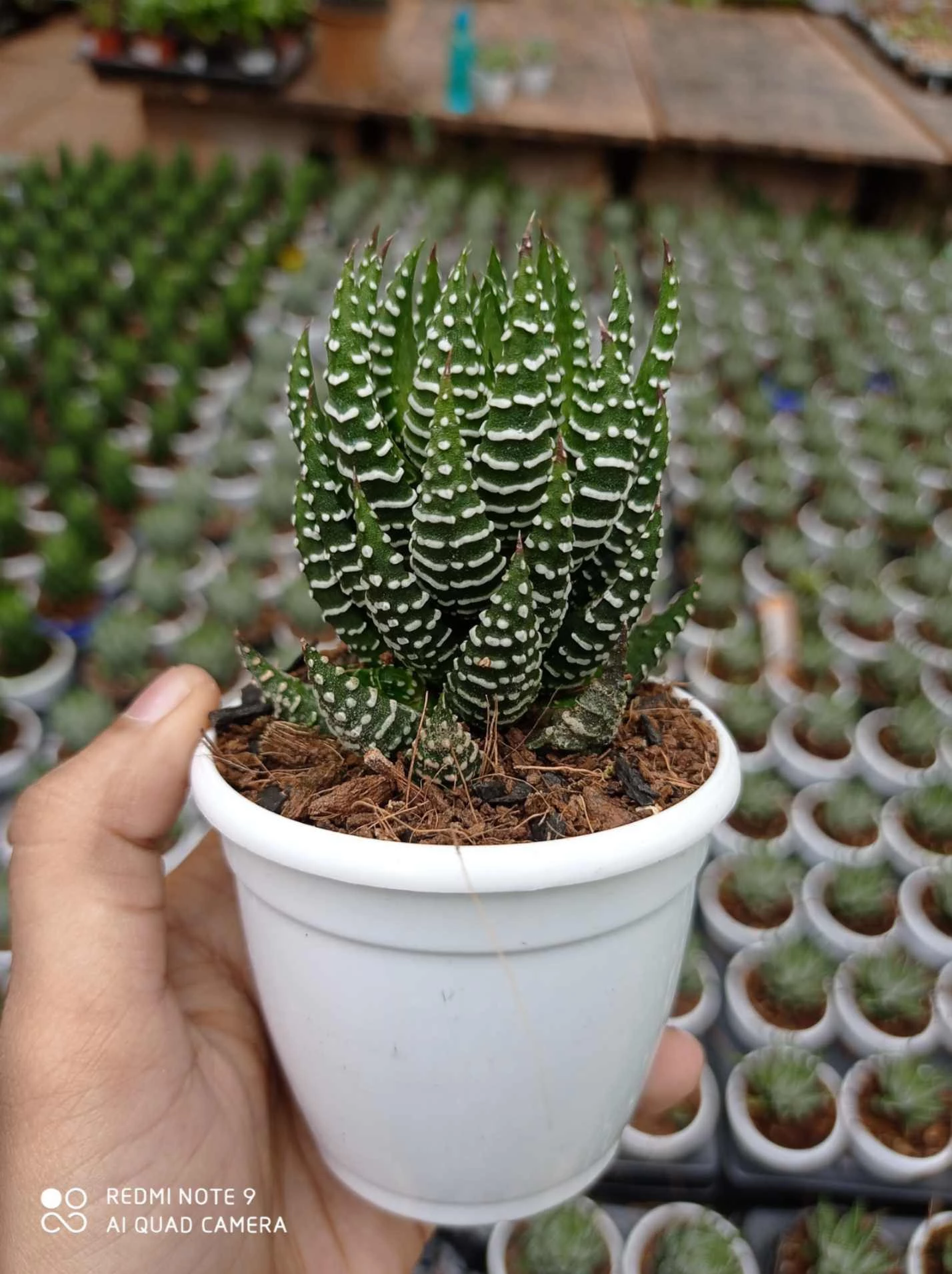CGASPL Haworthia Coarctata Tropica 3 CGASPL Haworthia Coarctata Tropica